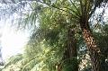 Tree ferns, Tindale Gardens IMG_6781